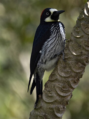 Acorn Woodpecker, Melanerpes formicivorus, looking for food on a dry branch, San Gerardo de Dota, Costa Rica.
