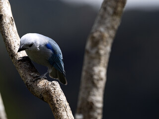 The Blue-gray Tanager, Thraupis episcopus, sits on a branch, San Gerardo de Dota, Costa Rica.