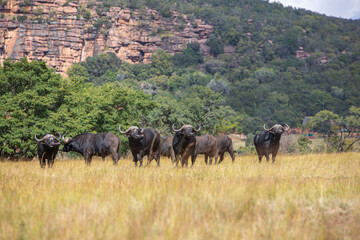 A Herd of African Buffalo in a Field of dry Grass in South Africa