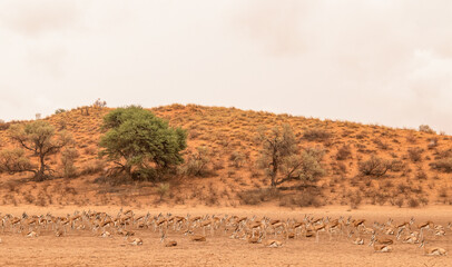 Springbok in the Kgalagadi