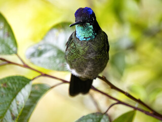 Rivoli's hummingbird, Eugenes fulgens, San Gerardo de Dota, Costa Rica.