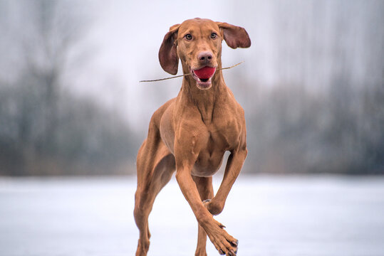 Magyar Vizsla strutting by the frozen lake with a small red ball in its mouth. The dog is well trained and has a beautiful brown coat