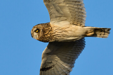 Short-eared owl (Asio flammeus)