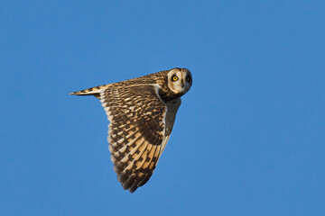 Short-eared owl (Asio flammeus)