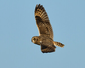 Short-eared owl (Asio flammeus)