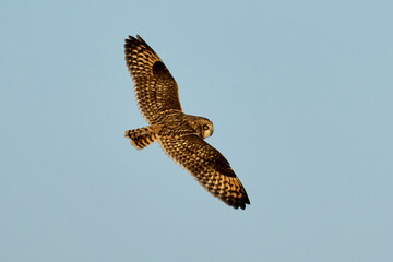 Short-eared owl (Asio flammeus)