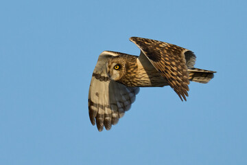 Short-eared owl (Asio flammeus)