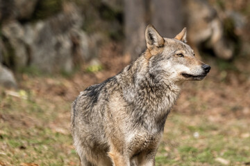Obraz premium Italian wolf (canis lupus italicus) in wildlife center 