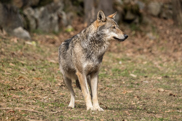 Naklejka na ściany i meble Italian wolf (canis lupus italicus) in wildlife center 