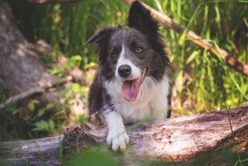 White dark brown border collie with one ear folded open with one paw on a tree trunk in the midst of green nature. The dog looks towards the camera