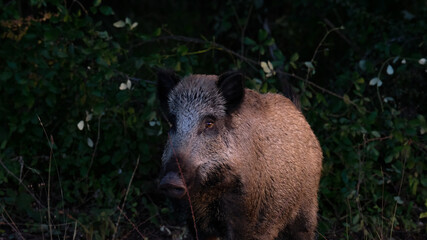 Sanglier coucher de soleil