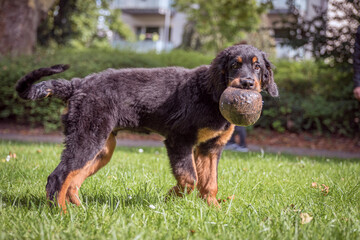 Hovawart in the green meadow with flying ears plays with his ball. Young dog with dark brown fluffy fur with light brown spots and long tail.
