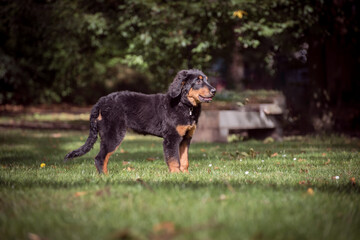 Hovawart in the green field. Young dog with dark brown fluffy fur with light brown spots and long tail.