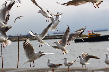 Obraz premium seagulls in flight