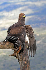 Aquila reale
