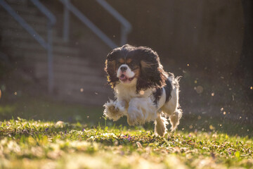 Cavalier King Charles Spaniel purebred plays and runs in the garden in the green meadow. Three colored little dog with floppy ears flying around when running.