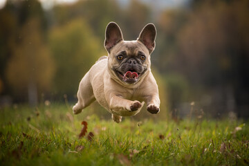 Flying French Bulldog in the grass with a beaming face. Purebred dog while running with stretched...
