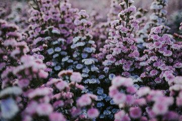 A field of purple flowers in Chiang Mai