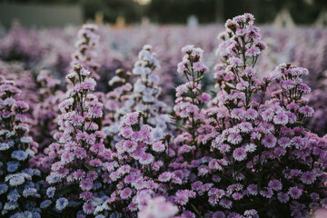 A field of purple flowers in Chiang Mai