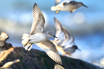 Red knot (Calidris canutus)