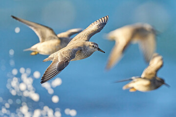 Red knot (Calidris canutus)