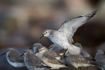 Red knot (Calidris canutus)