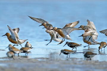 Red knot (Calidris canutus)
