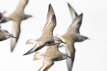 Red knot (Calidris canutus)