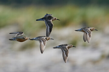 Red knot (Calidris canutus)