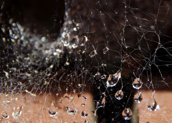Thousands of waterdrops drops caught in spider web forming fantastic structure and forms like a...