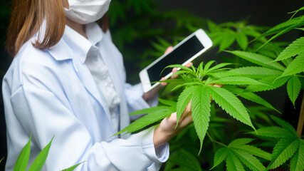 Concept of cannabis plantation for medical, a scientist using tablet to collect data on cannabis  indoor farm