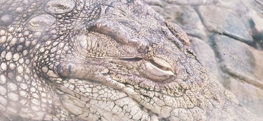 Crocodile in safari-park.