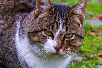 Grau gestromte Hauskatze