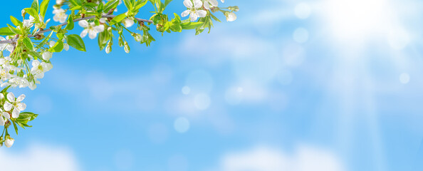 Spring background of cherry tree blossom on blue sky. Copy space, selective focus.
