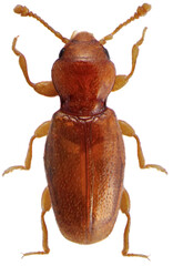 Holoparamecus caularumis a species of beetle in the family Tenebrionidae, the darkling beetles. Isolated on a white background.