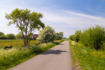 Wild spring flowers on the edge of a narrow country road in the countryside.