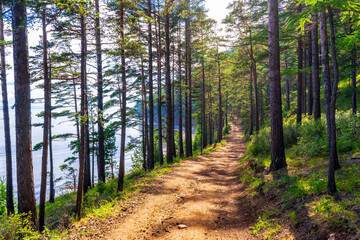 Great Baikal Trail. Popular route along lake Baikal shore from Listvyanka to Big Koty. Road in pine forest at Baikal coast in sunny day. Summer travel, discovery of beauty of Earth. Siberia, Russia