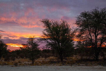 Fototapeta na wymiar Sunset in the Kgalagadi