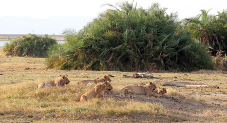 Family of African lions
