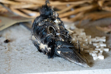 Macro photo of raven skull. Close up of decomposing bird skull
