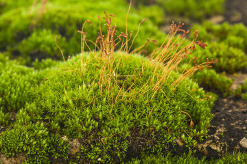 Green moss in the forest.