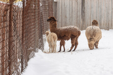 Fototapeta premium Alpaca behind net in nature reserve in winter