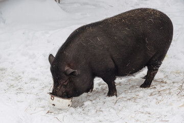 Black pig eating from metal bowl in nature reserve in winter