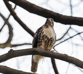 A red-tailed hawk with a stern gaze perched on a high tree-top during an early winter evening.