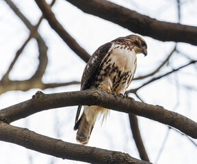 A red-tailed hawk looking down on it's prey from the tree above.