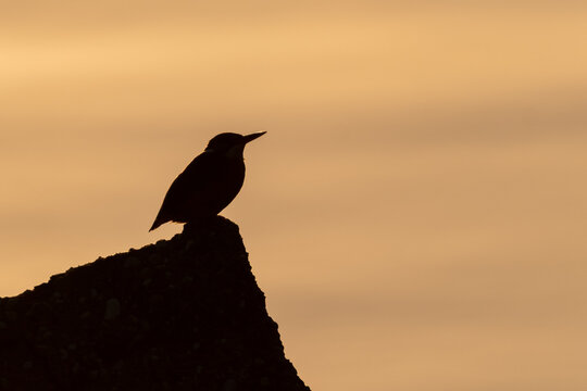 Kingfisher at Sunset