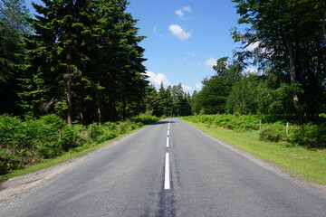 road to nowhere concept. Road trip through the forest.  view along middle of empty forest road on sunny day. Going forward in life. 