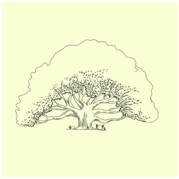 Old oak tree hand drawn engraved style vector image