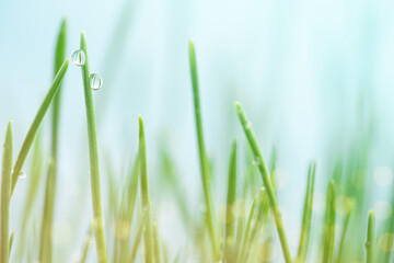 Spring background of grass with dew drops and defocused lights.