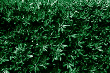 Pattern of green leaves. Natural background and wallpaper. Banner. Selective focus.